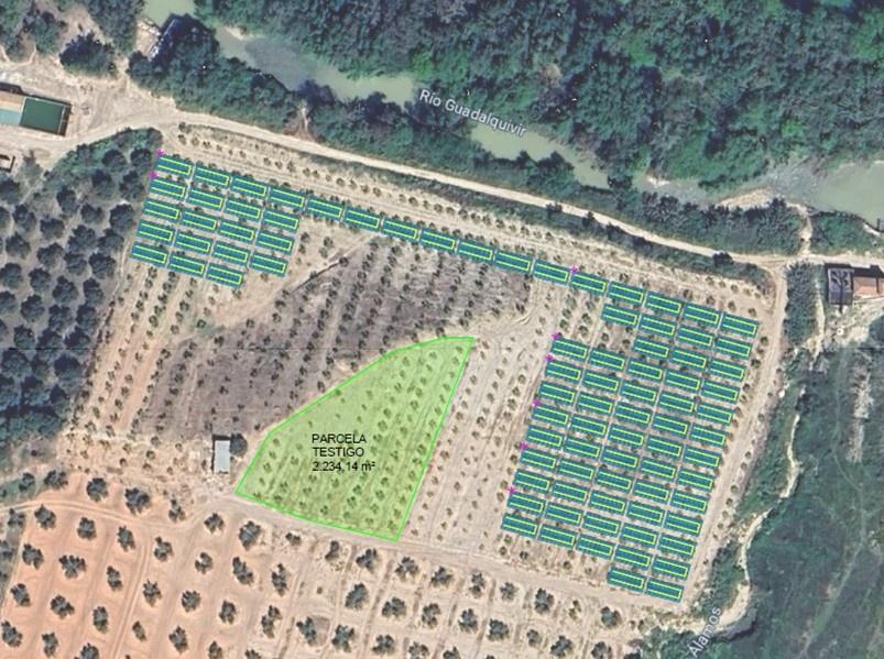 Vista aérea del terreno de la Comunidad de Regantes Torre Álamo Brujuelo en Mancha Real, Jaén, con el diseño de la instalación agrivoltaica de 965,6 kilovatios pico para autoconsumo junto al río Guadalquivir.